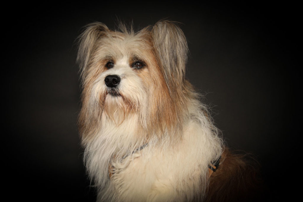 Hundefoto