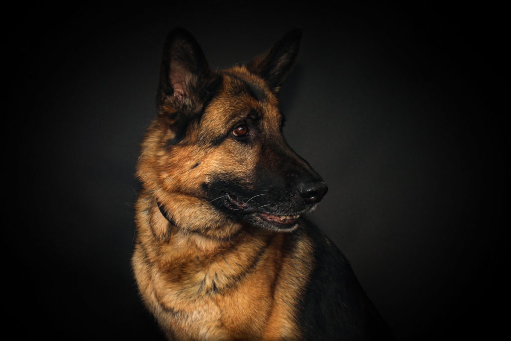 Hundefoto