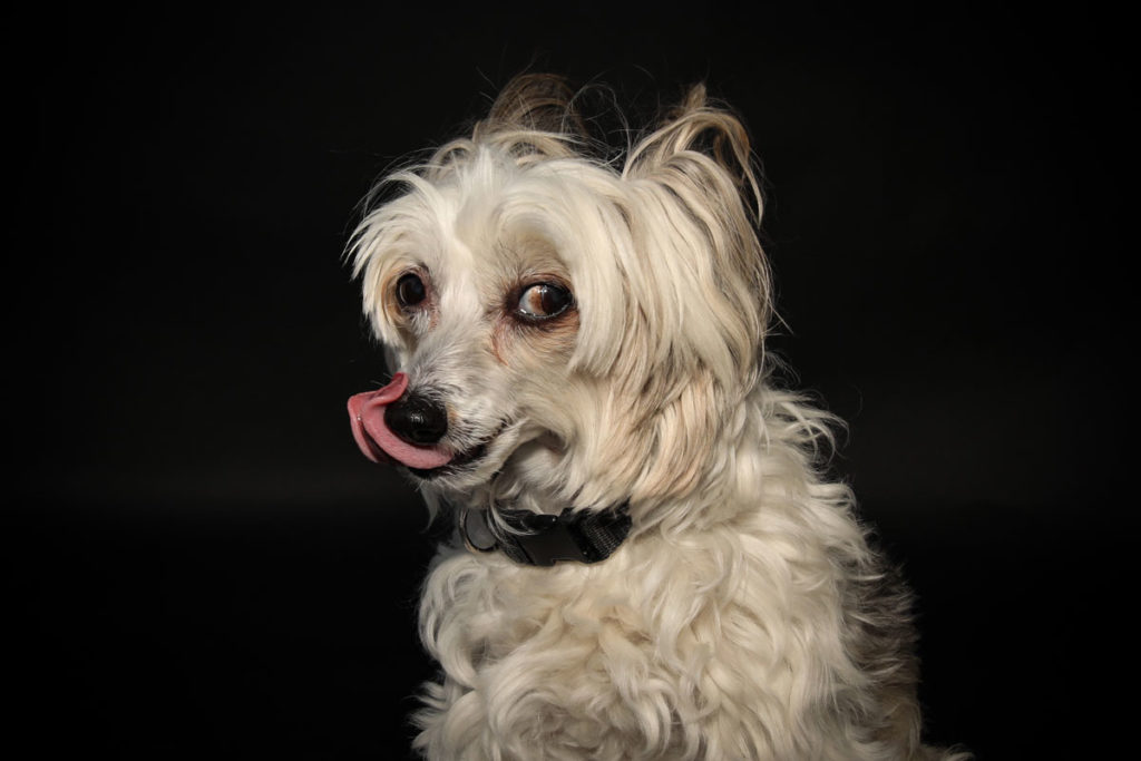 Hundefoto