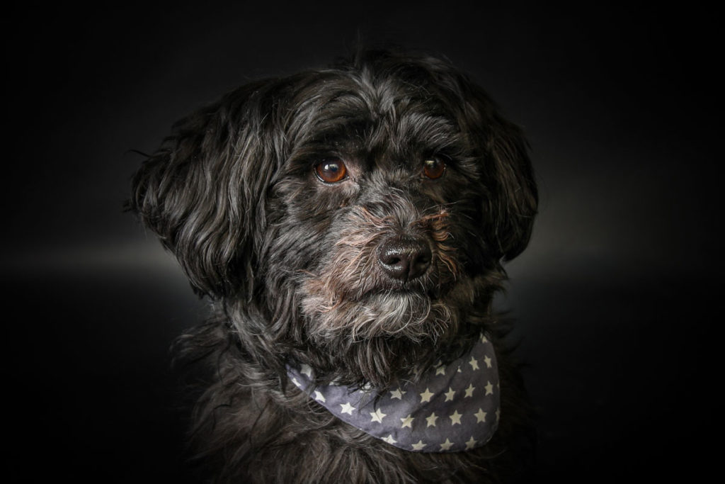 Hundefoto