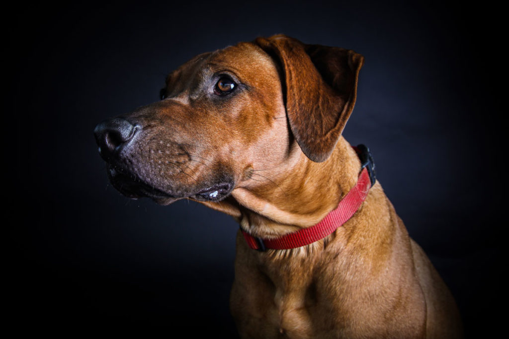 Hundefoto