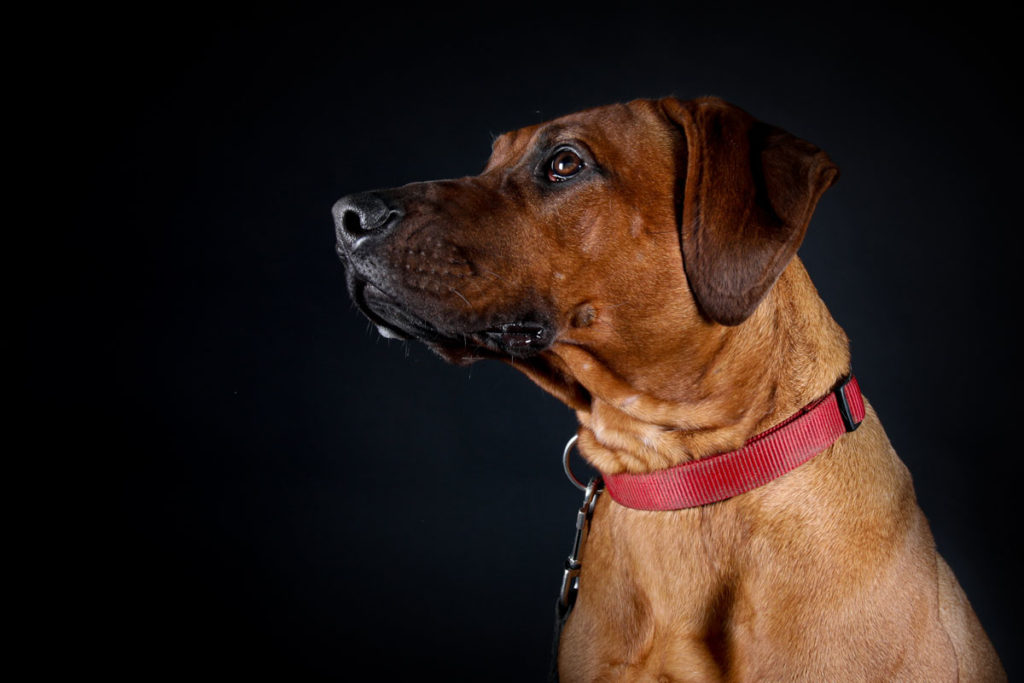 Hundefoto