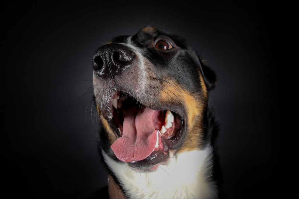Hundefoto