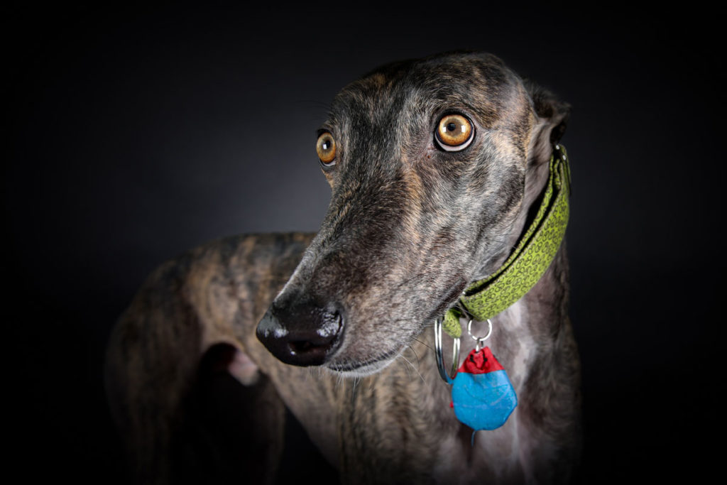 Hundefoto