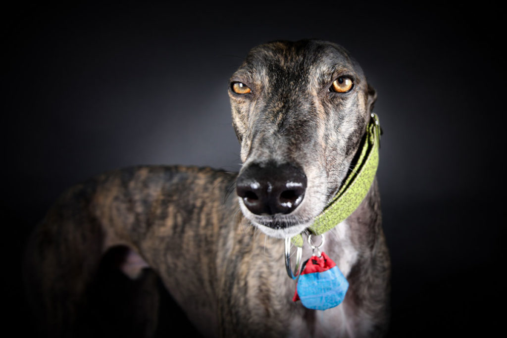 Hundefoto