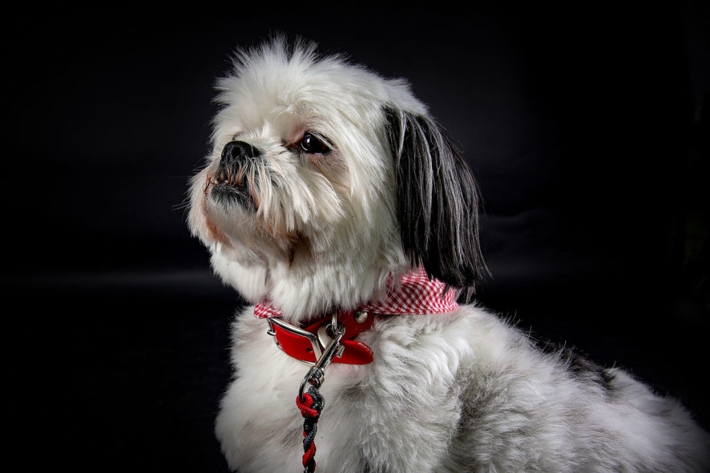 Hundefoto