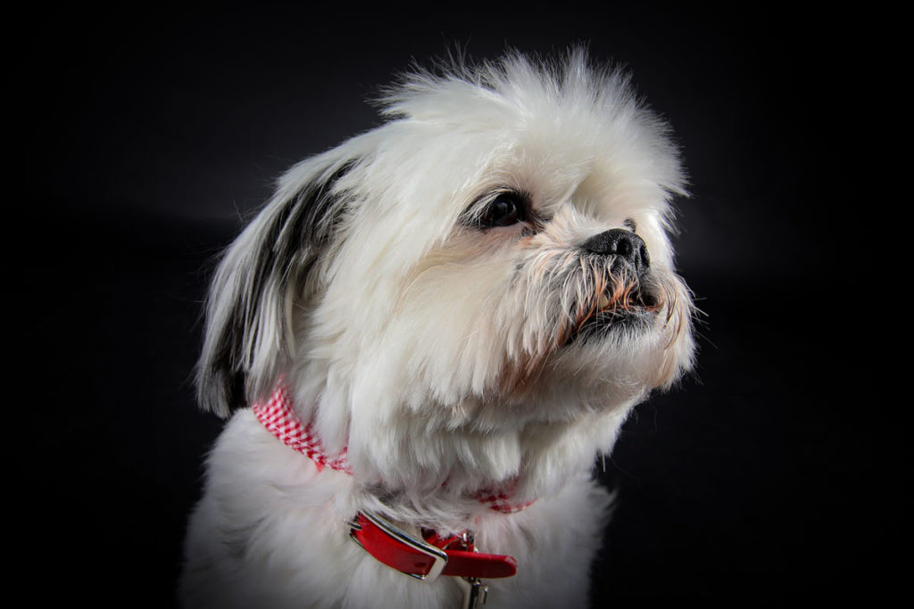 Hundefoto