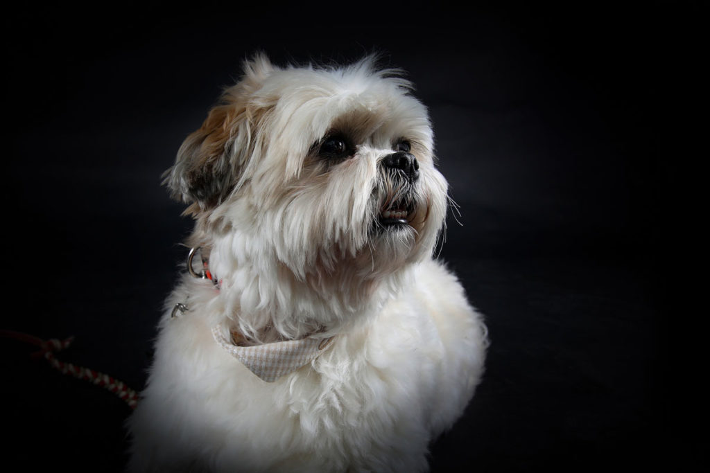 Hundefoto