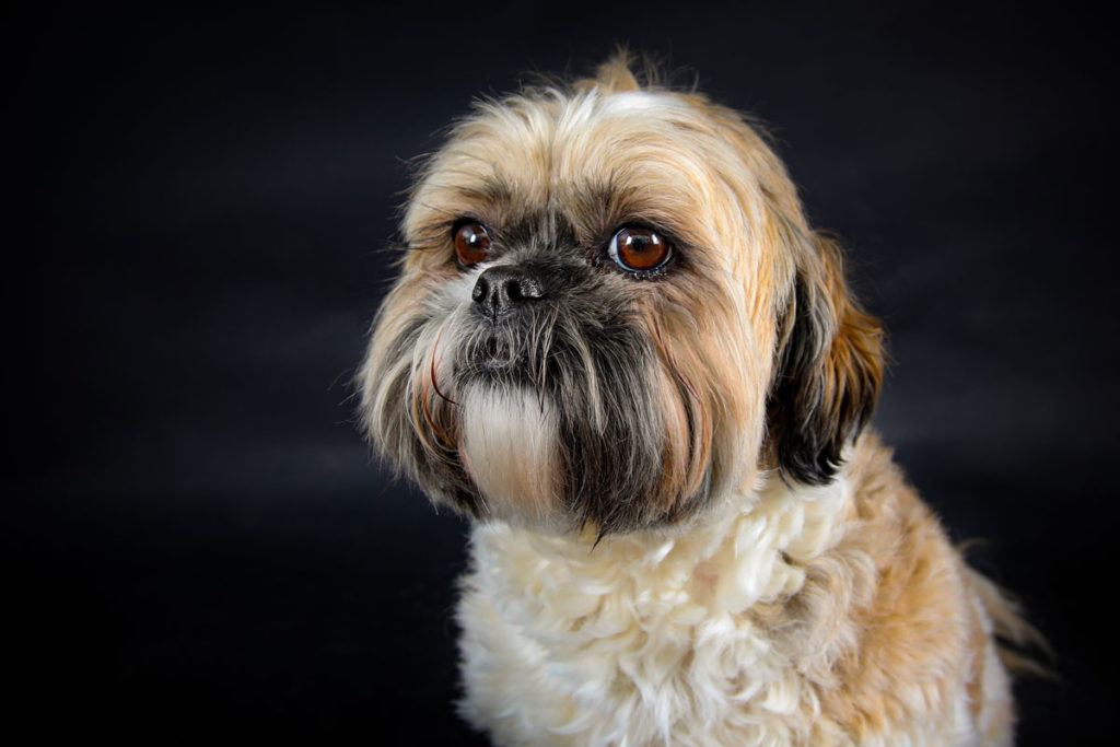 Hundefoto