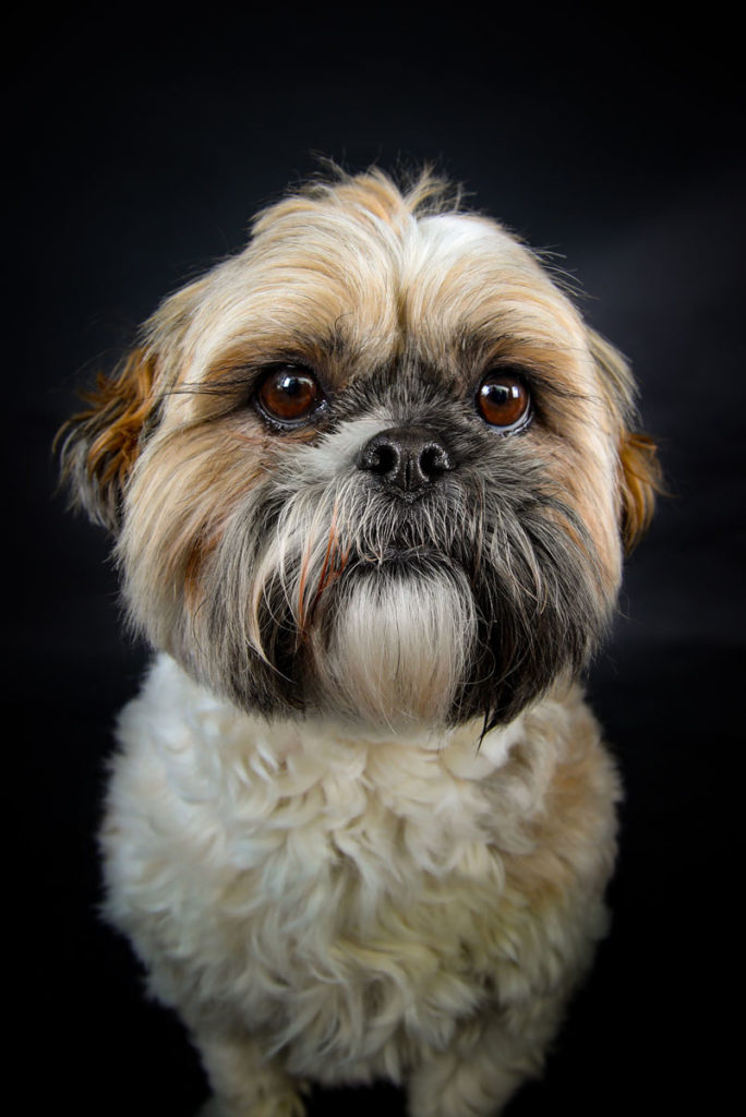 Hundefoto