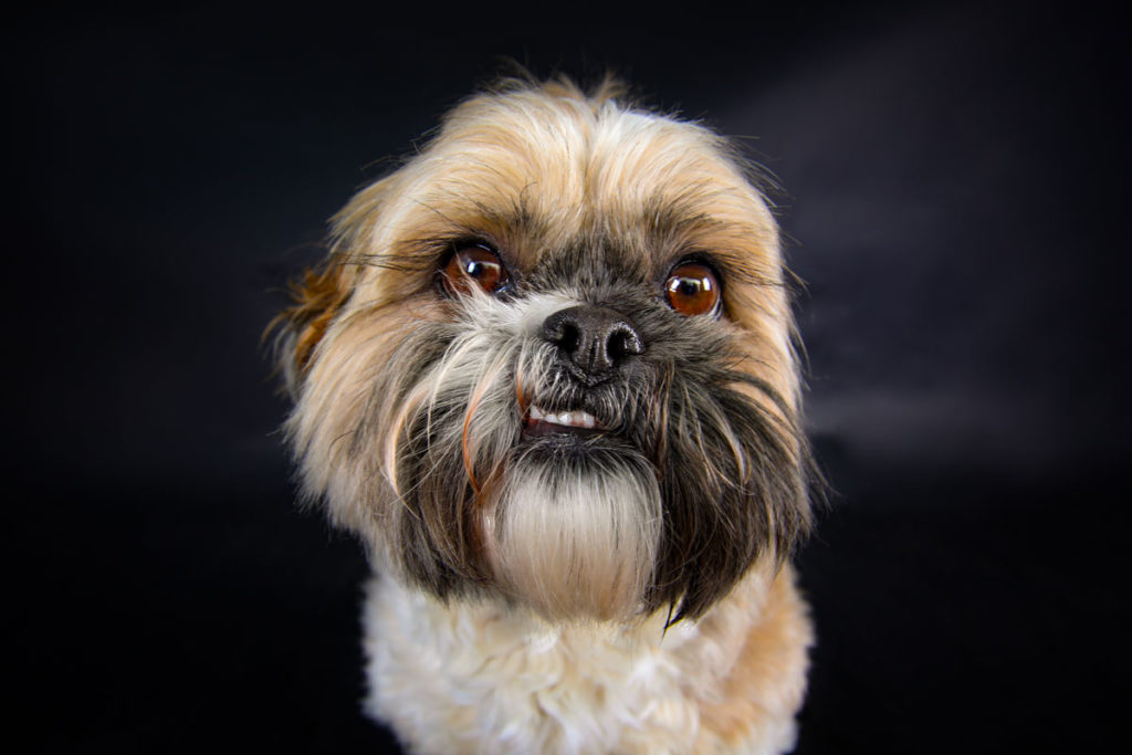 Hundefoto