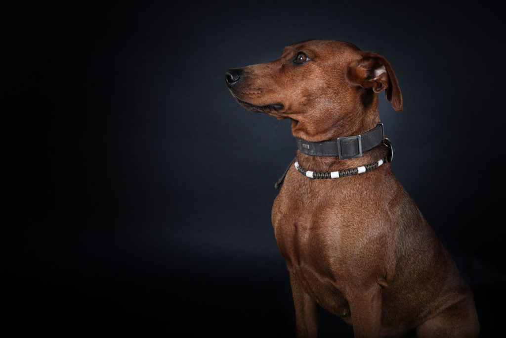 Hundefoto