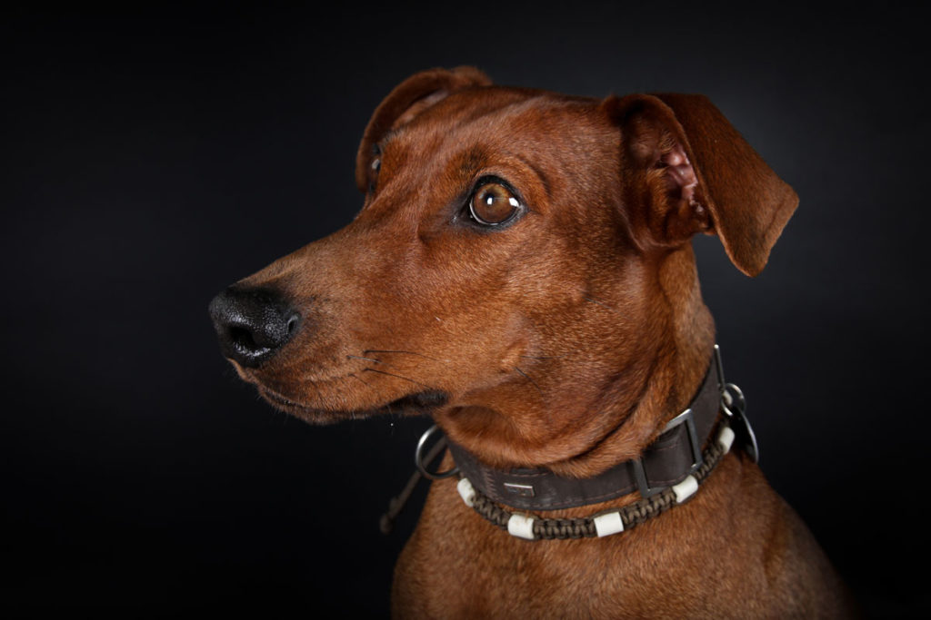 Hundefoto