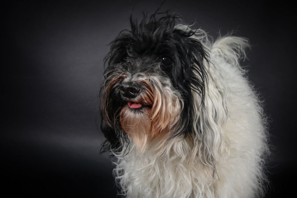 Hundefoto
