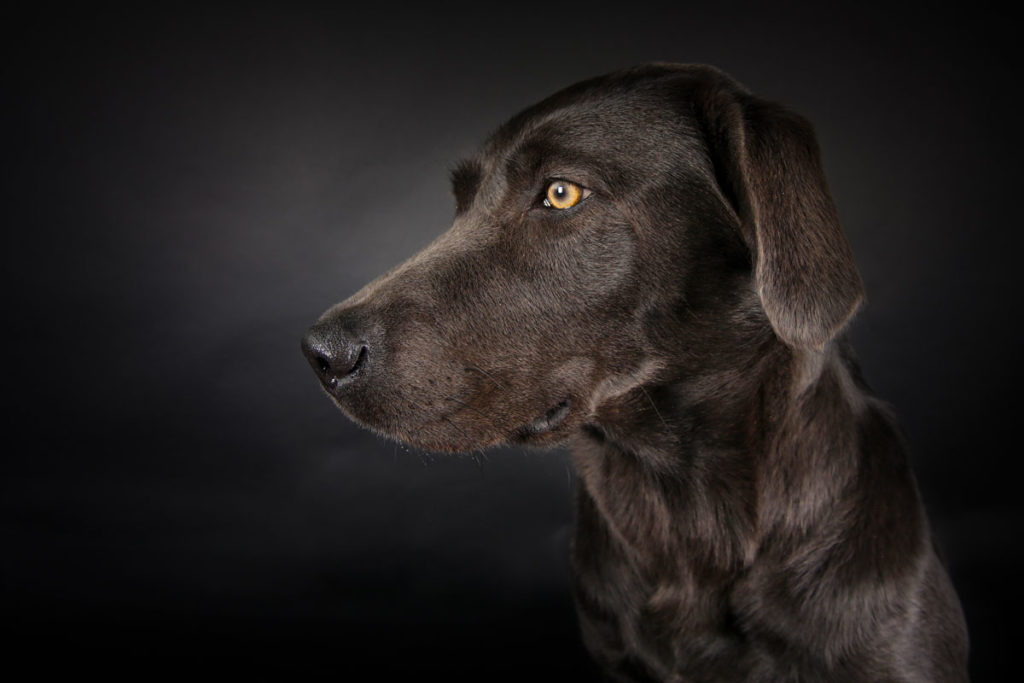 Hundefoto