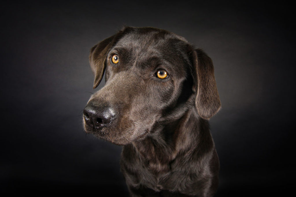 Hundefoto