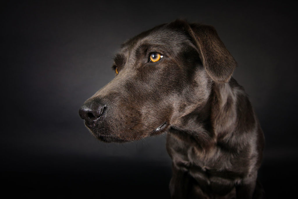 Hundefoto