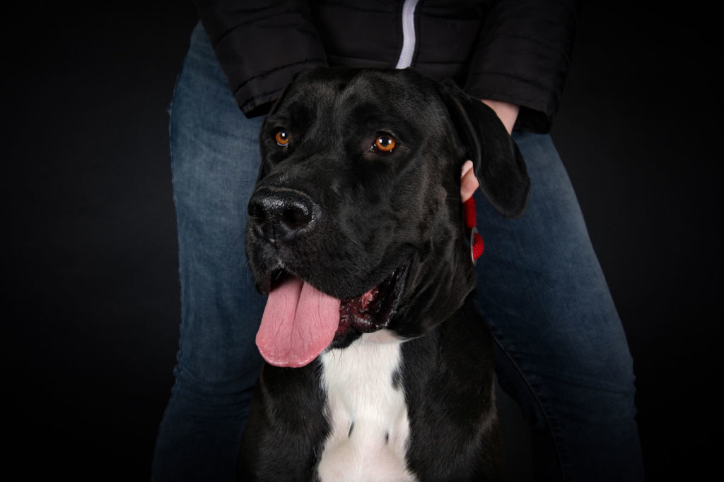 Hundefoto
